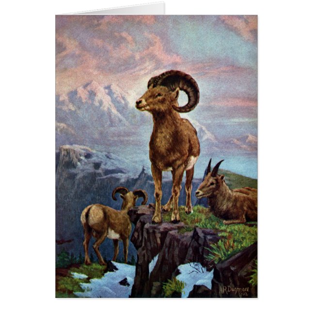 Bighorn Sheep Vintage Illustration (Front)