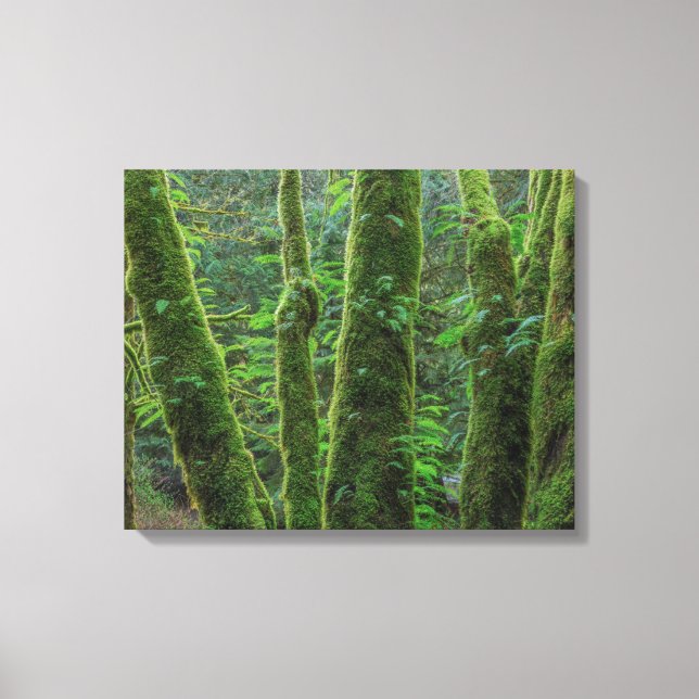 Bigleaf Maple Trees & Ferns | Washington State Canvas Print (Front)