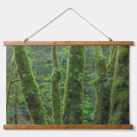 Bigleaf Maple Trees & Ferns | Washington State
