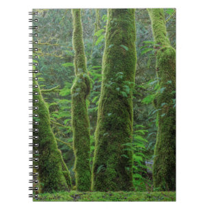 Bigleaf Maple Trees & Ferns   Washington State Notebook