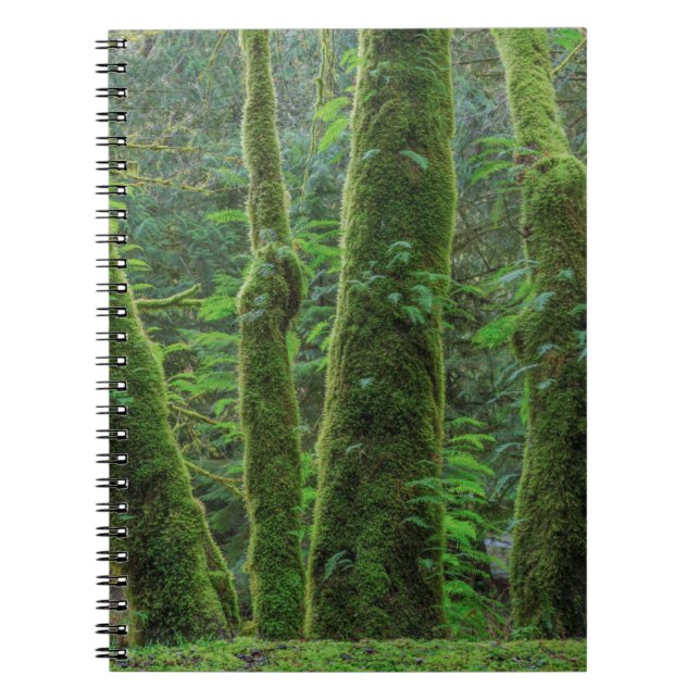 Bigleaf Maple Trees & Ferns | Washington State Notebook (Front)