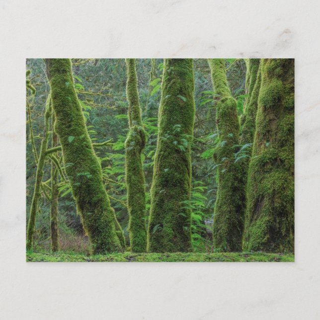 Bigleaf Maple Trees & Ferns | Washington State Postcard (Front)