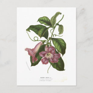 Bignonia lindleyi postcard
