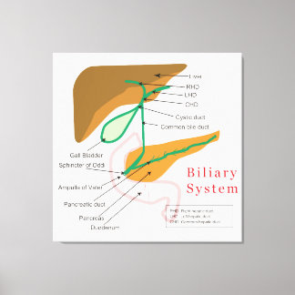 Biliary System Diagram Chart Bile Duct Canvas Print