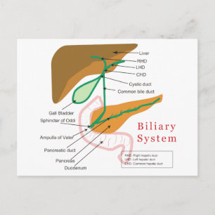 Biliary System Diagram Chart Bile Duct Postcard