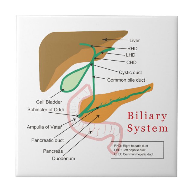 Biliary System Diagram Chart Bile Duct Tile (Front)