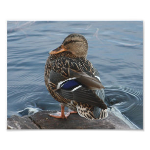 Bill's Duck Photo Print