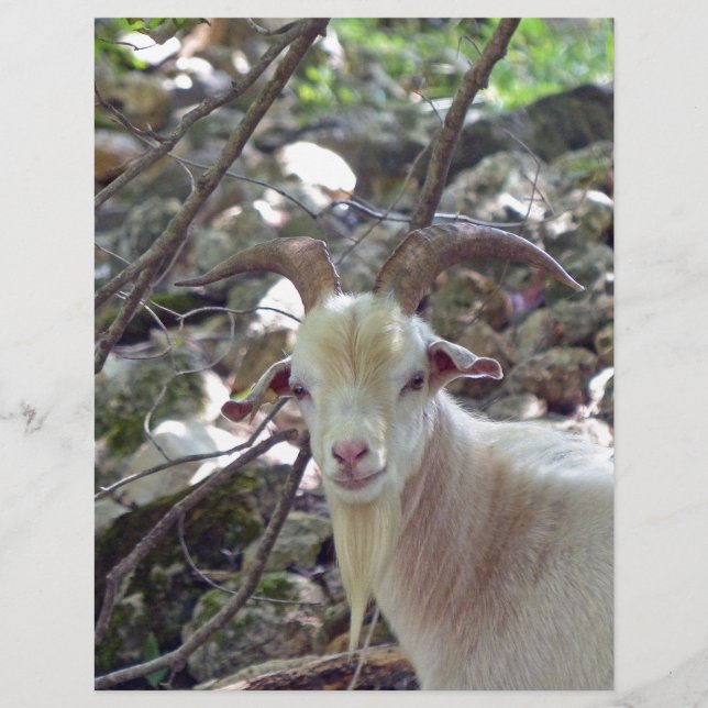 Billy Goat (Front)