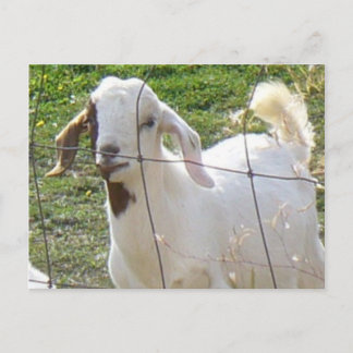 Billy Goat 2 Postcard