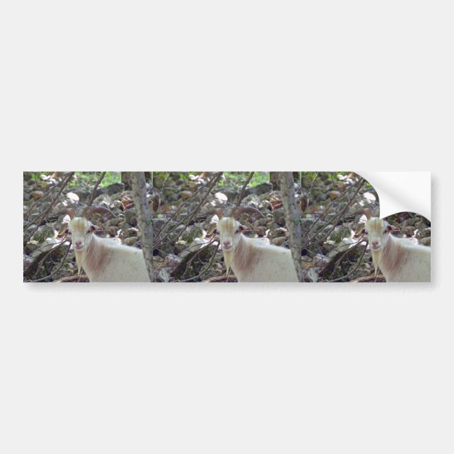 Billy Goat Bumper Sticker (Front)