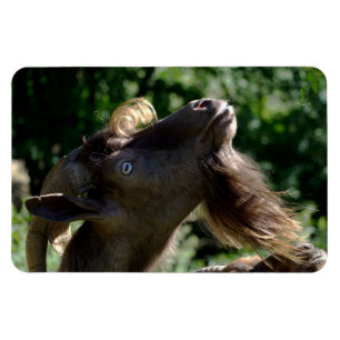Billy Goat Magnet