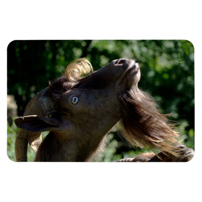 Billy Goat Magnet (Horizontal)