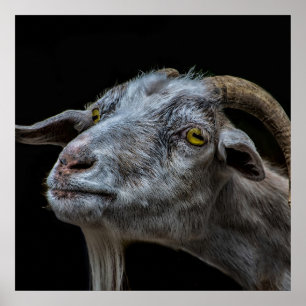 Billy goat on black background poster