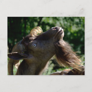 Billy Goat Postcard