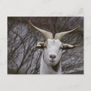Billy Goat Postcard