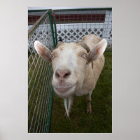 Billy Goat