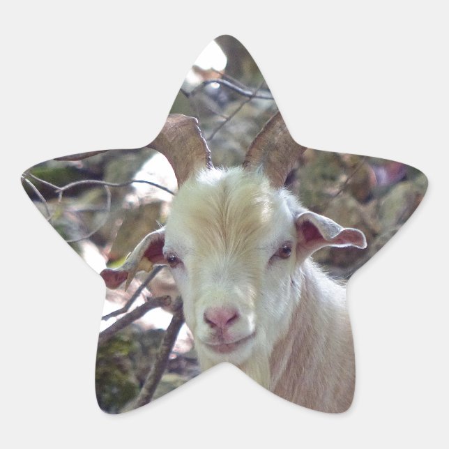 Billy Goat Star Sticker (Front)