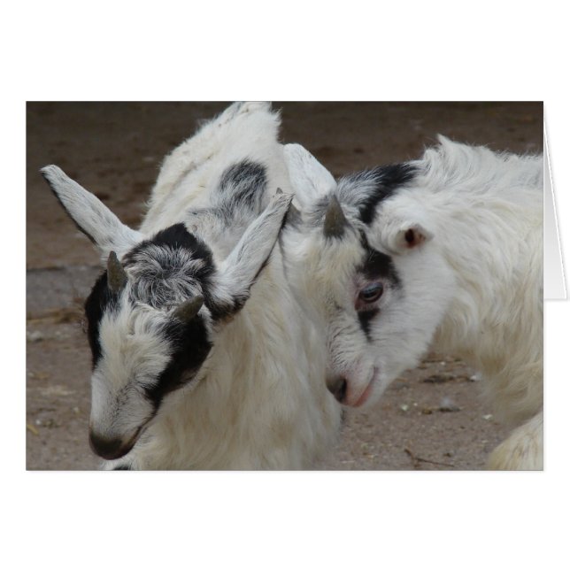 Billy Play (Front Horizontal)