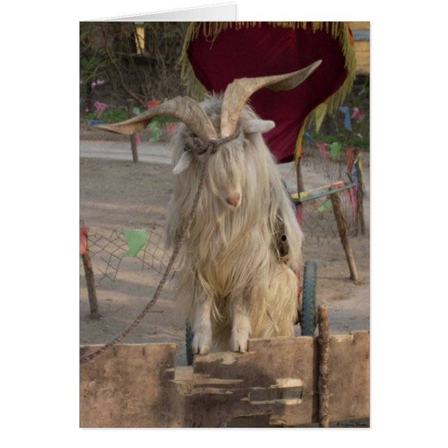 Billy The Goat Card (Front)