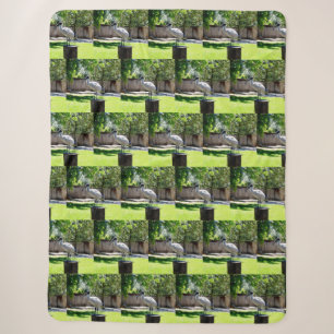 Bin Chicken (ibis) On A Tree Stump, Sherpa Blanket