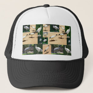 Bin Chicken (Ibis) Photo Collage, Trucker Hat