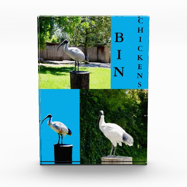 Bin Chickens (Ibis) Photo Block (Front)