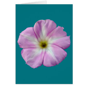 Bindweed #1