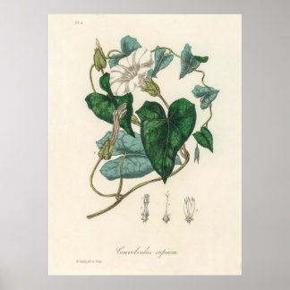 Bindweed (Convolvulus sepium)  from Medical Botany Poster