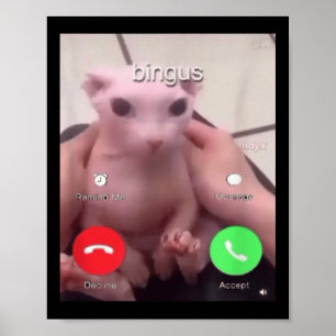 Bingus Is Calling Hairless Sphinx Cat Bingus Cat M Poster