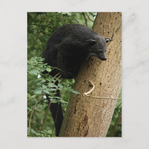 Binturong postcard