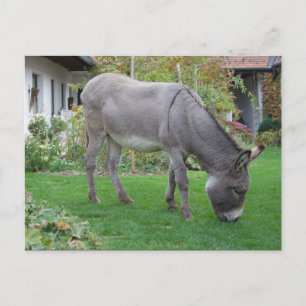 Biological Lawn-Mower On Four Hooves Postcard