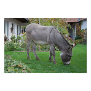 Biological Lawn-Mower On Four Hooves Poster
