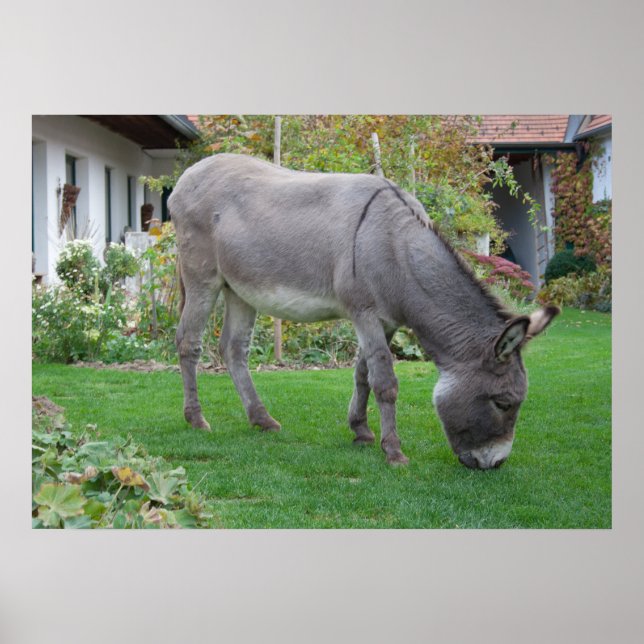 Biological Lawn-Mower On Four Hooves Poster (Front)