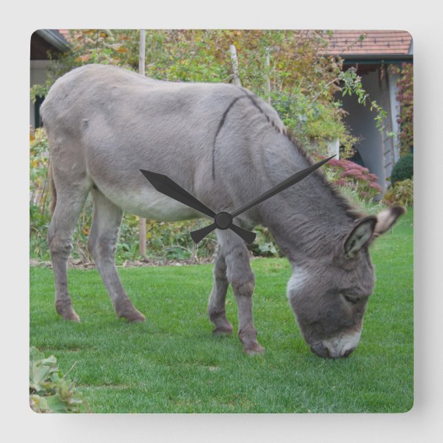 Biological Lawn-Mower On Four Hooves Square Wall Clock (Front)