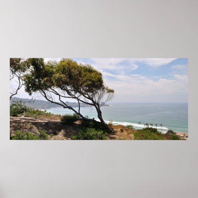 Birch Aquarium Panorama Poster (Front)