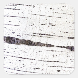 Birch bark pattern square sticker