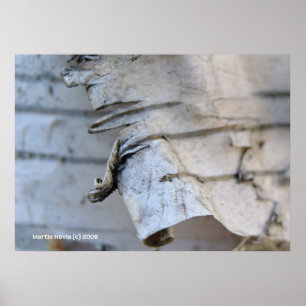 Birch Bark Poster
