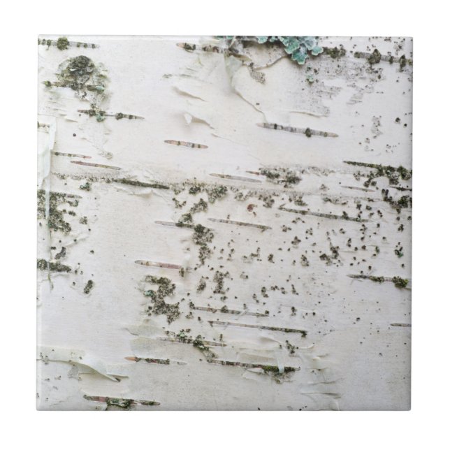 Birch bark tile (Front)
