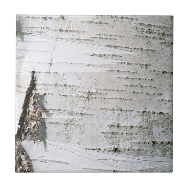 Birch bark tile (Front)