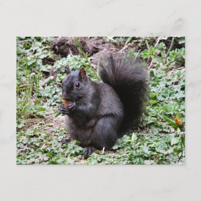 BIRCH BAY SQUIRREL POSTCARD (Front)