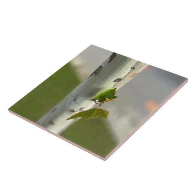 Birch by roadside tile (Side)