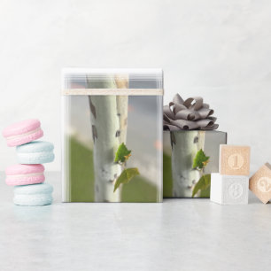 Birch by roadside wrapping paper