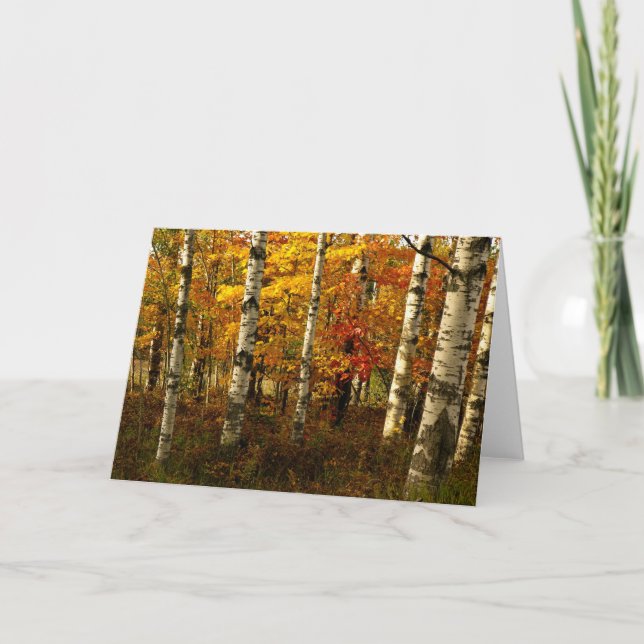 Birch Forest Greeting Card (Front)