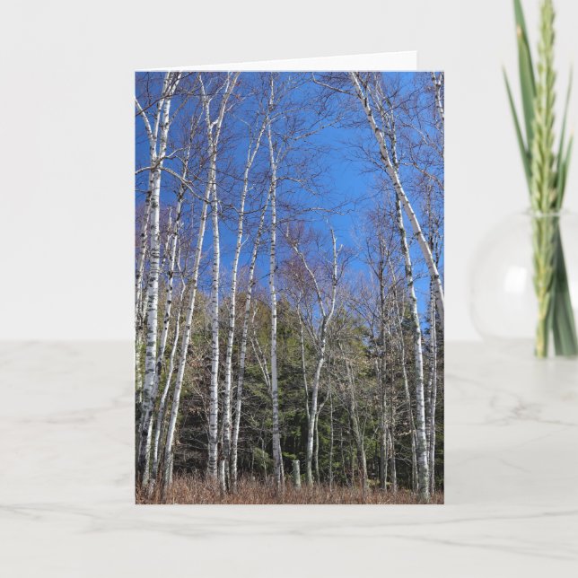Birch Forest in Spring, Upper Peninsula Card (Front)