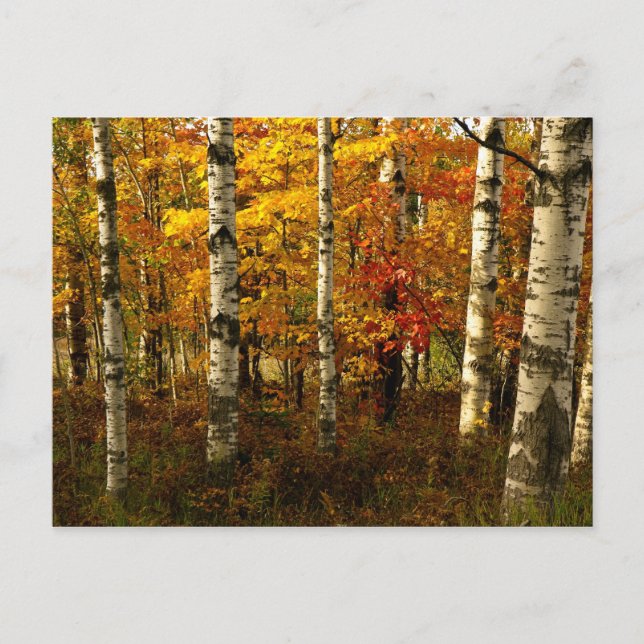 Birch Forest Postcard (Front)