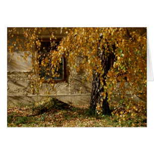 Birch In Autumn