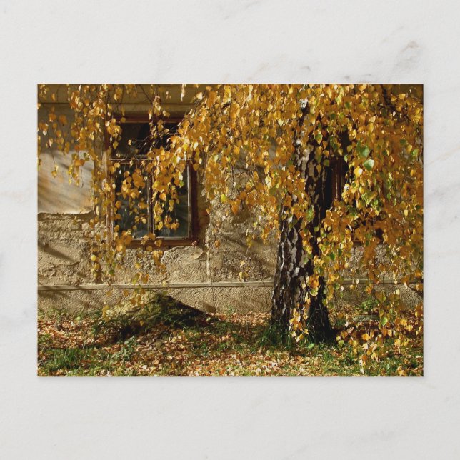Birch In Autumn Postcard (Front)