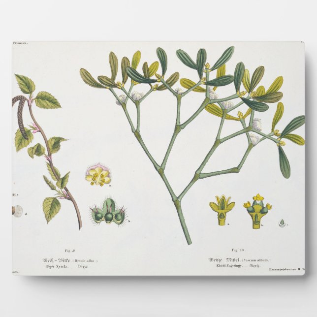 Birch (left) and Mistletoe (right), fig. 9 and 10 Plaque (Front)