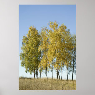 Birch Poster