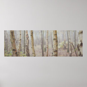 BIRCH POSTER